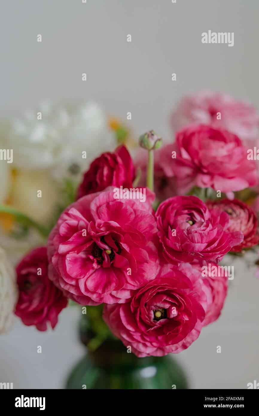 Ranunculus fiori primo piano bellissimo butterCup fresco fiore di primavera Foto Stock