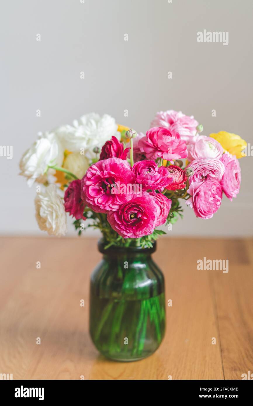 Ranunculus fiori primo piano bellissimo butterCup fresco fiore di primavera Foto Stock
