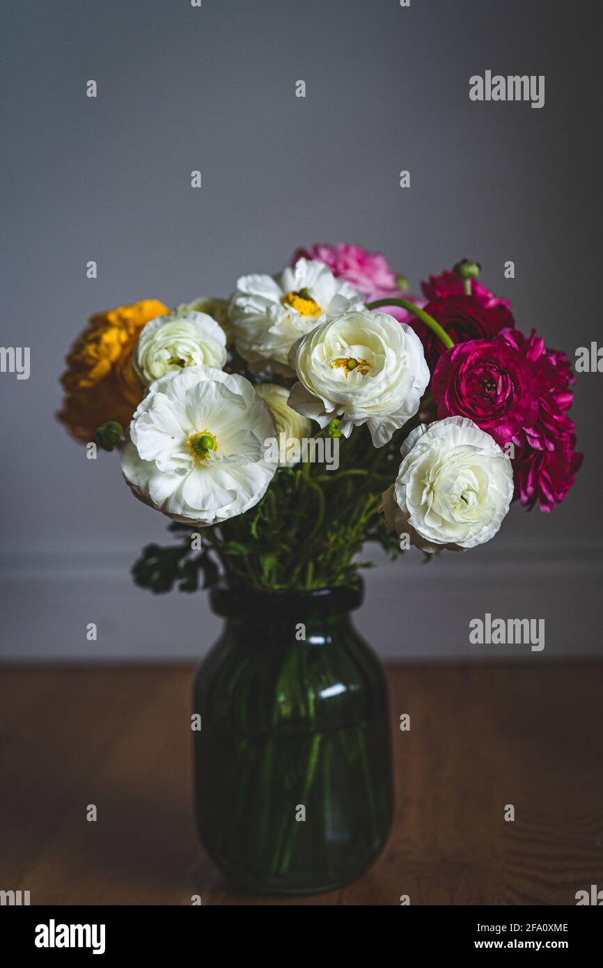 Ranunculus fiori primo piano bellissimo butterCup fresco fiore di primavera Foto Stock