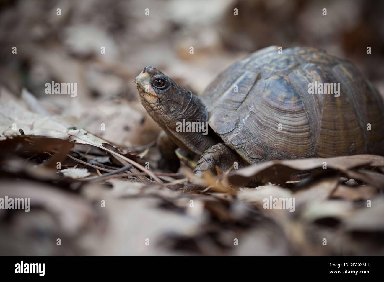 Eastern Box Turtle, in foglie di quercia detriti, Massachusetts Stati Uniti Foto Stock