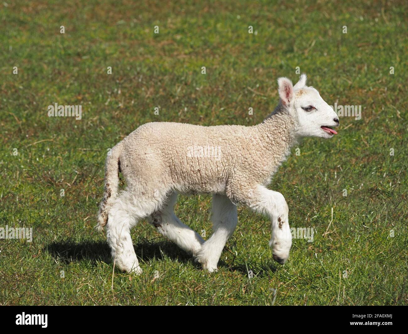 Quintessential Spring - un solo giovane agnello soffio che soffia come si trote nel prato upland Cumbrian, Inghilterra, Regno Unito Foto Stock