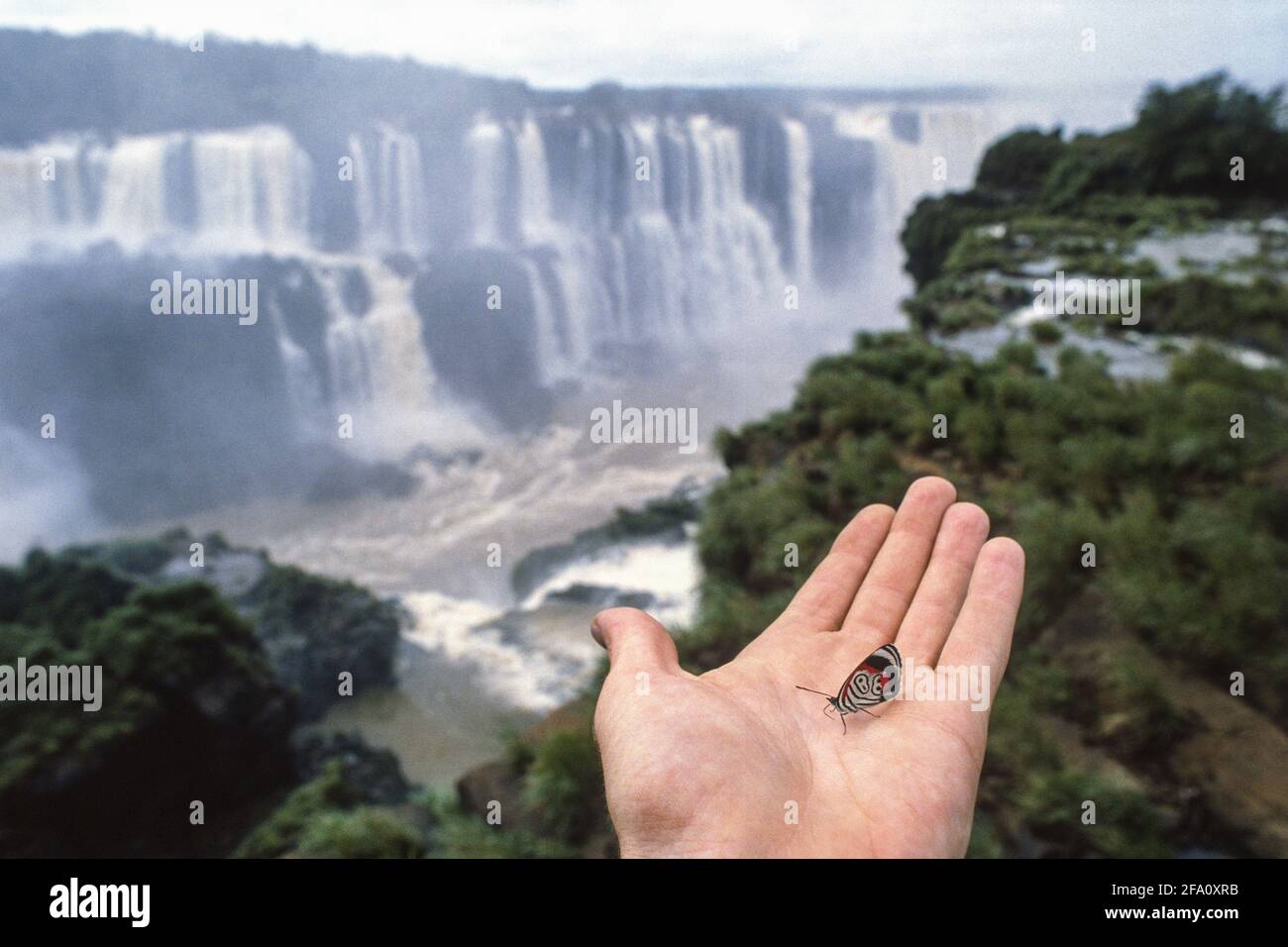 88 Butterfly on Hand, Iguazu Falls, Parana, Brasile Foto Stock
