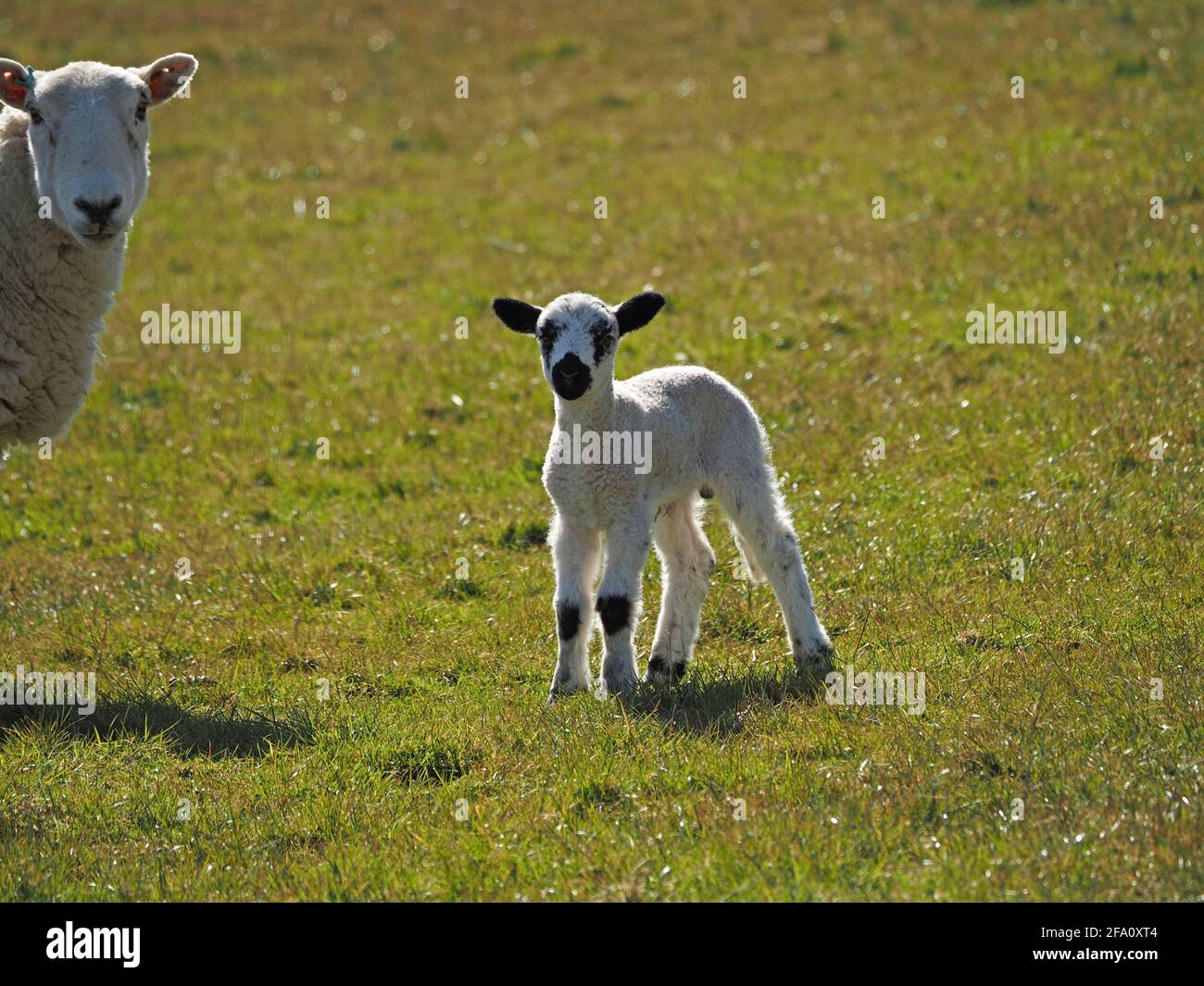 Scena primaverile - giovane agnello soffuso con orecchie nere, occhi, naso e ginocchia guardato da madre pecora nel prato upland Cumbrian, Inghilterra, Regno Unito Foto Stock