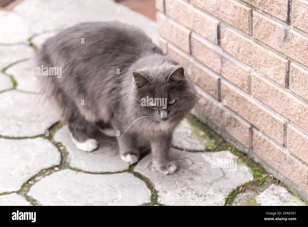 Via Cat. Il gatto fumoso cammina lungo il muro. Un gatto con zampe bianche gli guarda davanti. Foto Stock