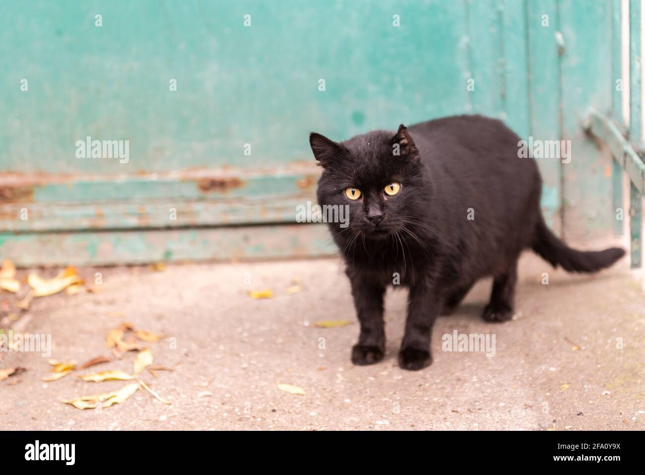Via Cat. Un gatto nero con un orecchio pelato. Il gatto guarda il fotografo  in modo guerrioso Foto stock - Alamy