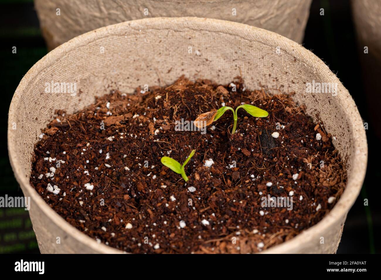 Palude di alghe munghe che crescono in serra interna. Concetto di giardinaggio e orticoltura. Foto Stock