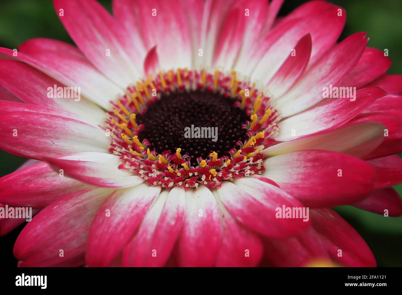 Una Gerbera Daisy rosa e bianca al centro della foto. Foto Stock