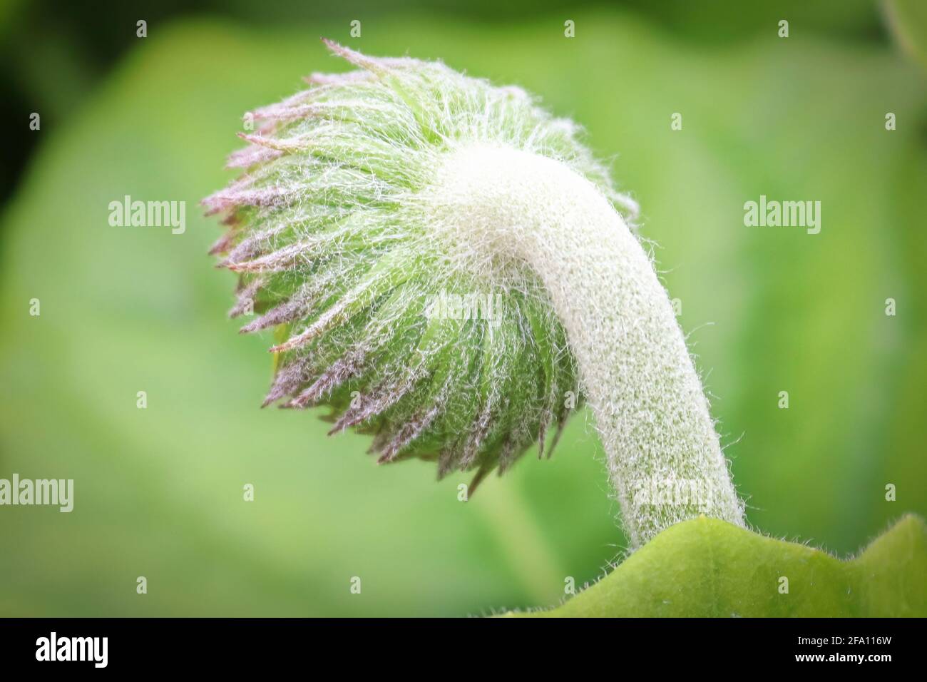 Macro della vista posteriore del gerbera peloso. Foto Stock