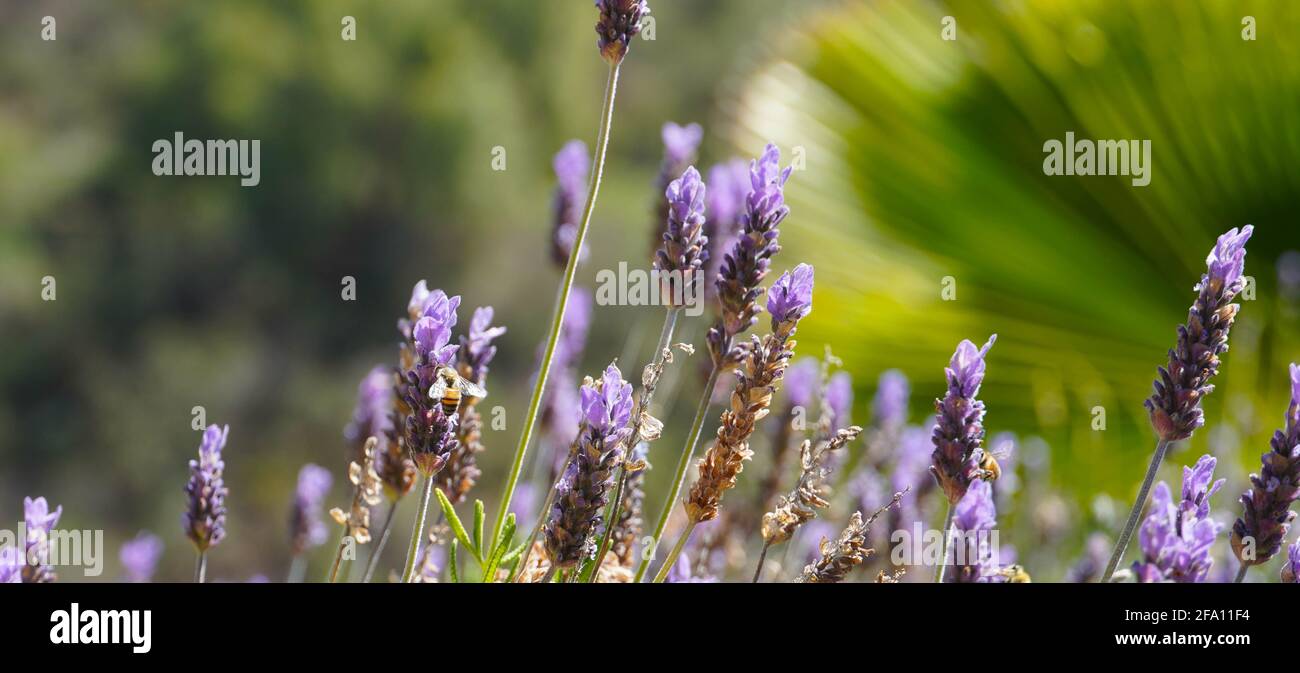 Ape di miele sui fiori selvatici di lavanda, Woodland Hills, California, Stati Uniti Foto Stock