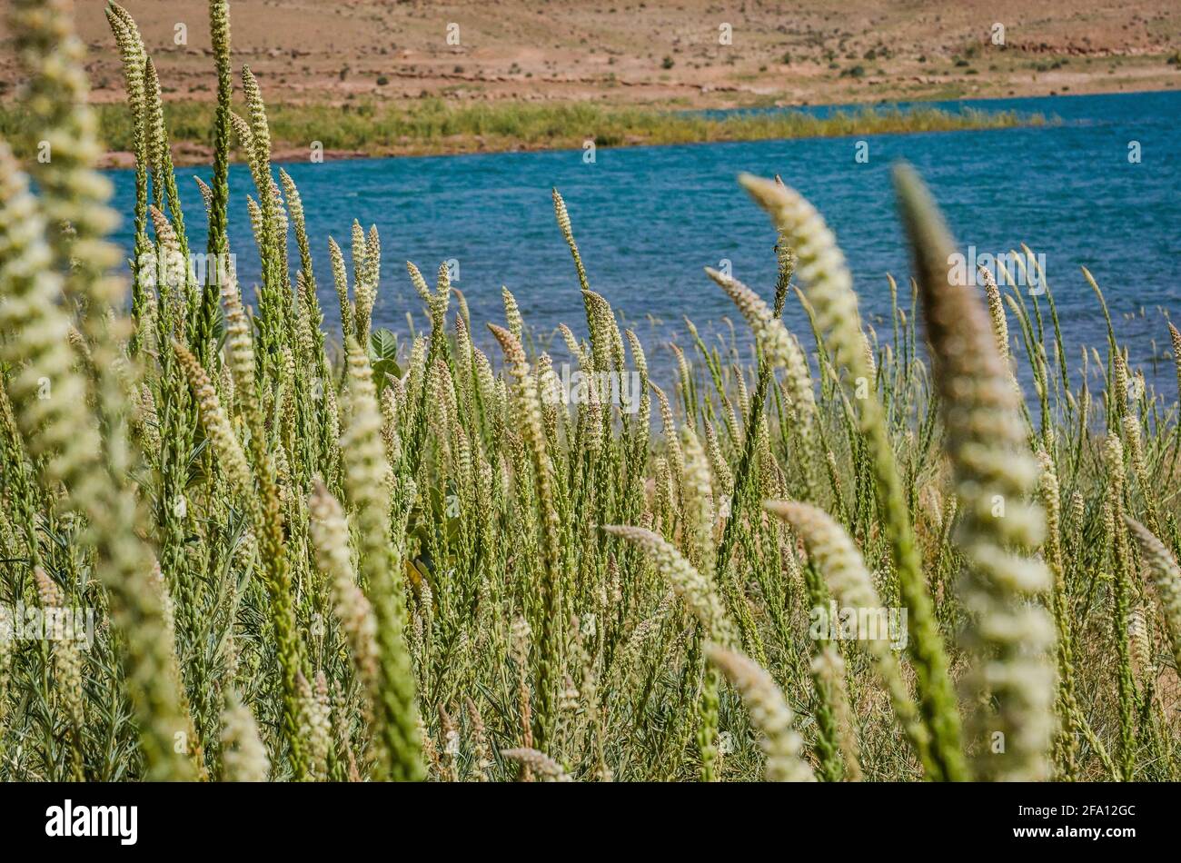 Reseda luteola sulla riva del Barrage al-Hassan Addakhil Water diga in Marocco vicino alla città di Errachidia Foto Stock