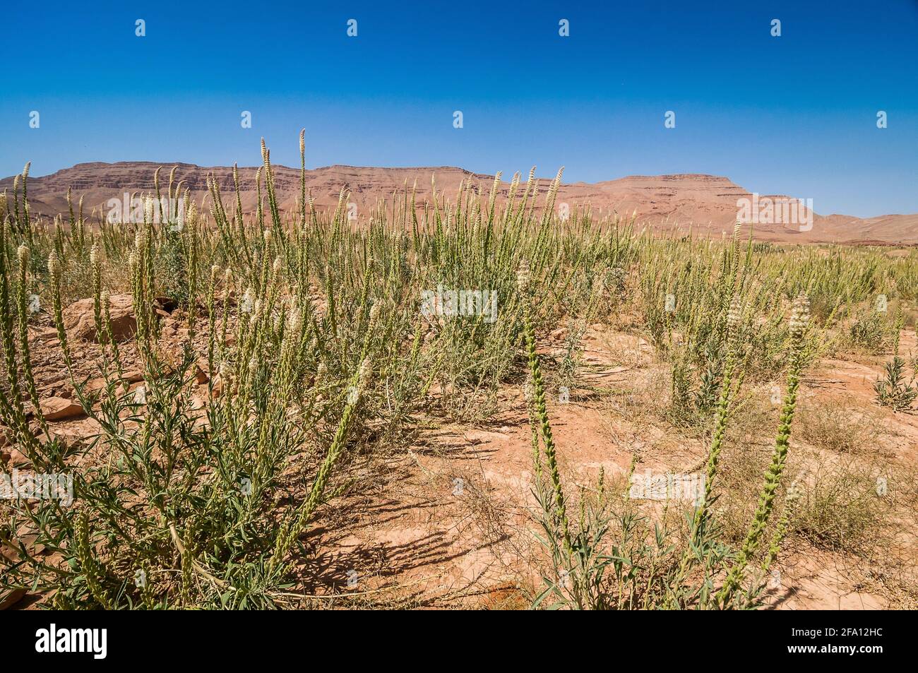 Reseda luteola sulla riva del Barrage al-Hassan Addakhil Water diga in Marocco vicino alla città di Errachidia Foto Stock