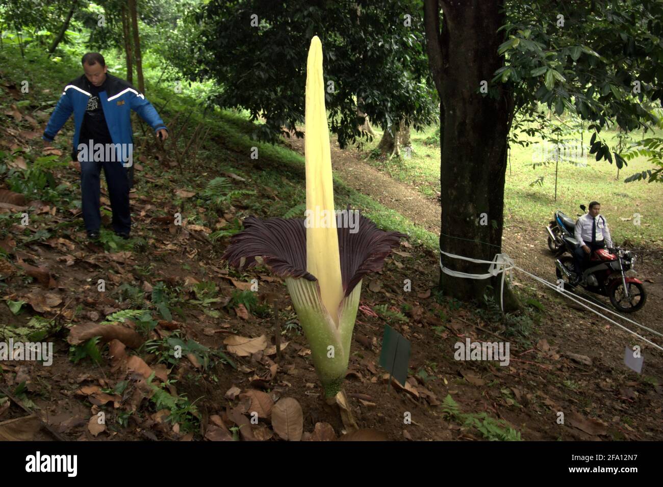 L'arum di Titan (Amorphophallus titanum) di origine sudafricana sta fiorendo ai giardini botanici di Bogor, Bogor, Giava Occidentale, Indonesia. Foto Stock