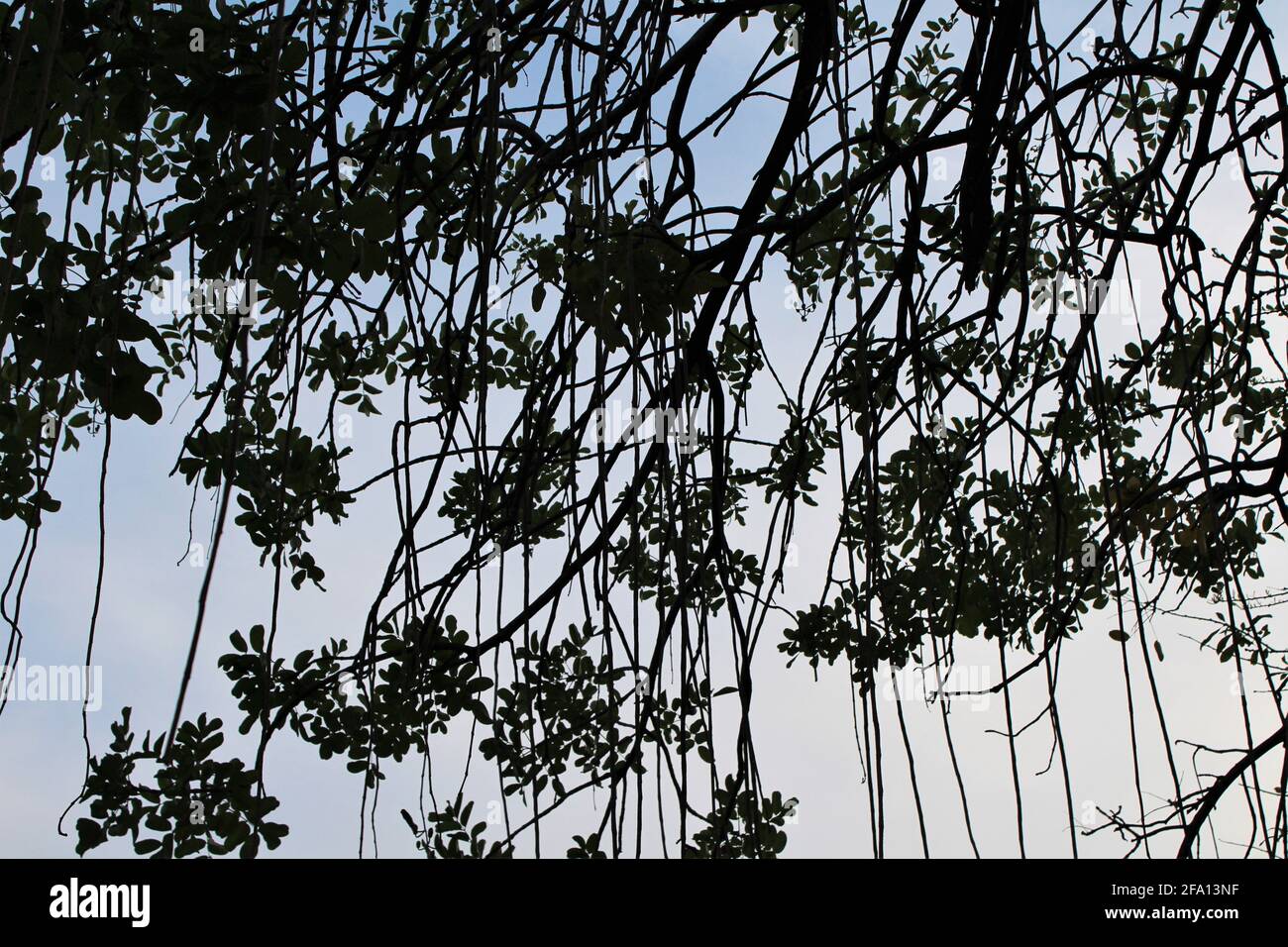 L'albero africano della salsiccia anche conosciuto come albero del cetriolo. Nome botanico: Kigelia africana Foto Stock