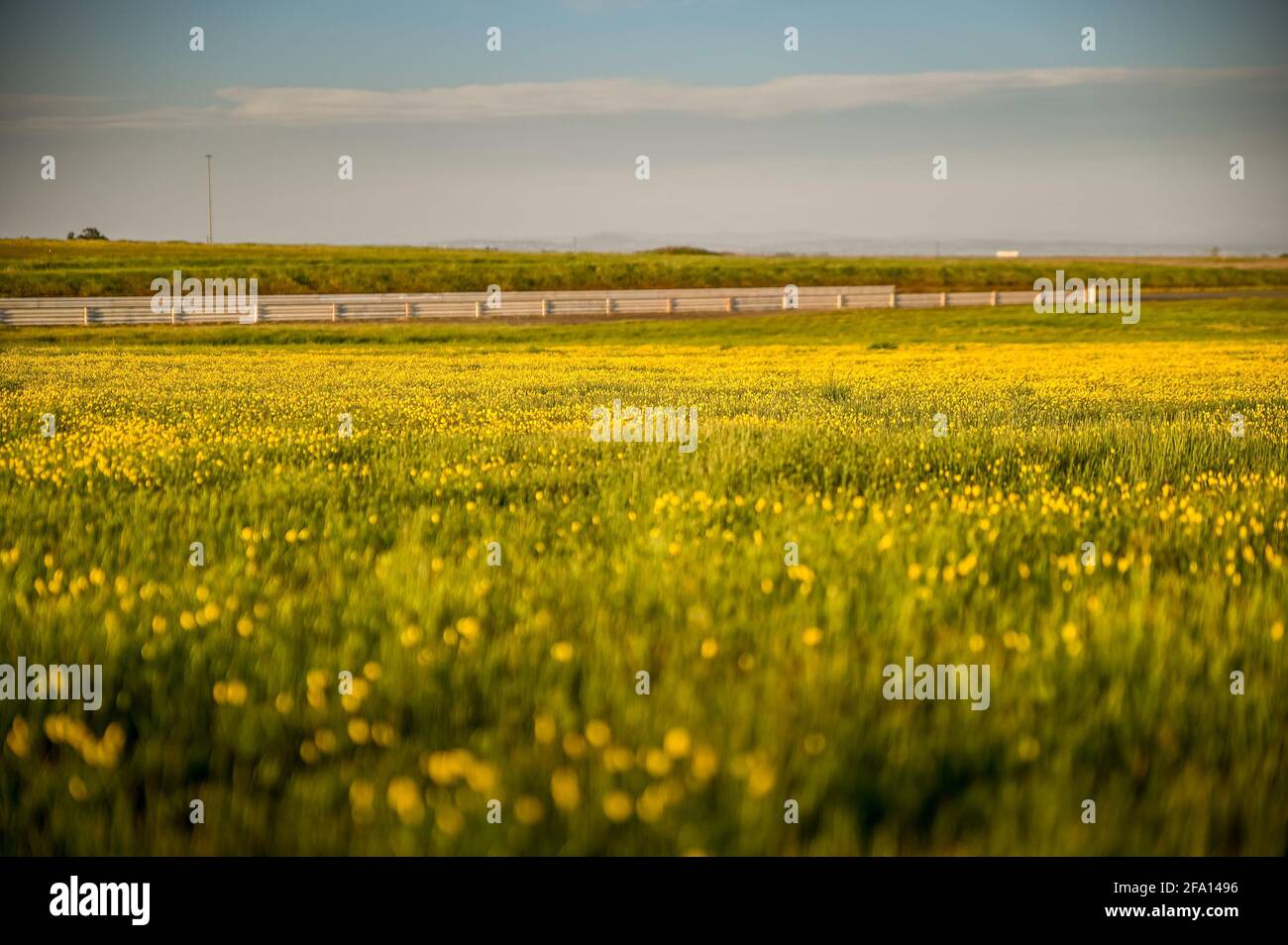 Splendida vista su un campo di colza nella campagna panoramica Foto Stock