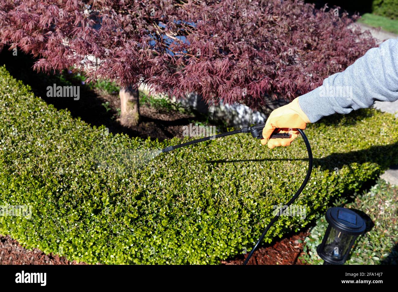 Mano gloved usando i prodotti chimici spruzzatori sugli arbusti per fertilizzare, insetticida ed erbicida gli scopi Foto Stock