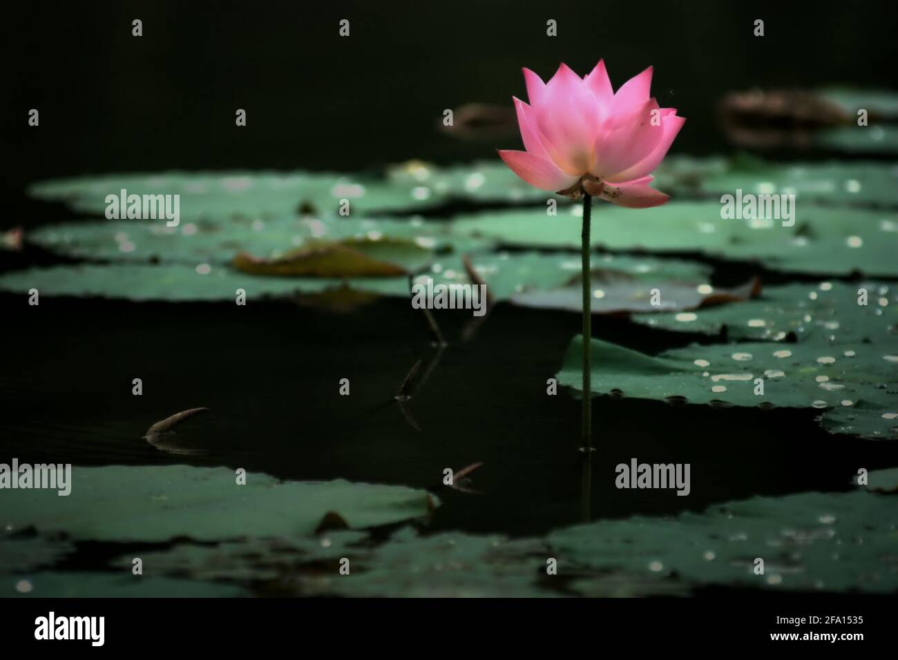 loto Indiano (Nelumbo nucifera) al Giardino Botanico di Bogor, Bogor, Giava Occidentale, Indonesia. Foto Stock