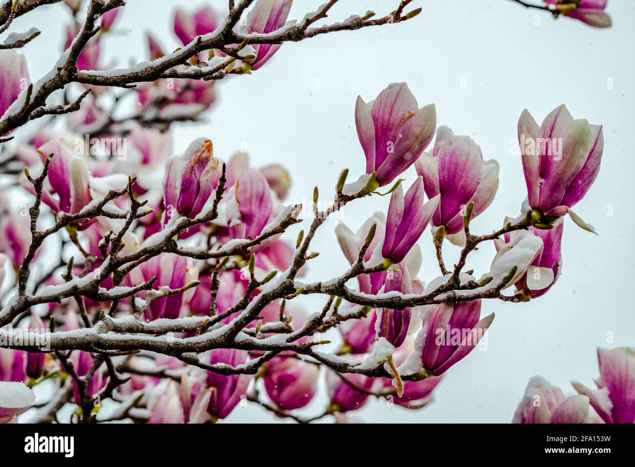 Magnolia fiori ricoperti di neve Foto Stock