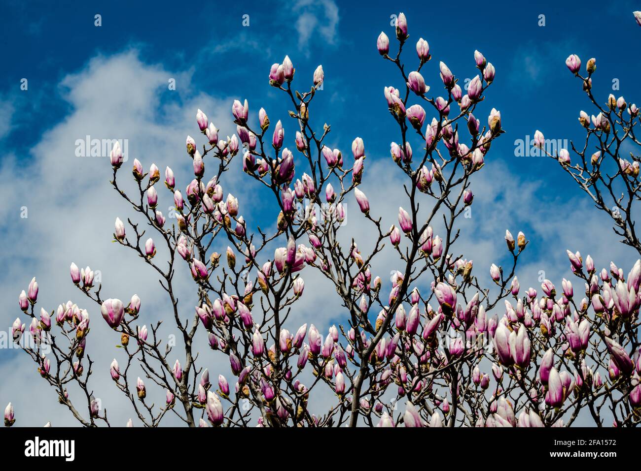 Magnolia fiori sullo sfondo blu del cielo Foto Stock