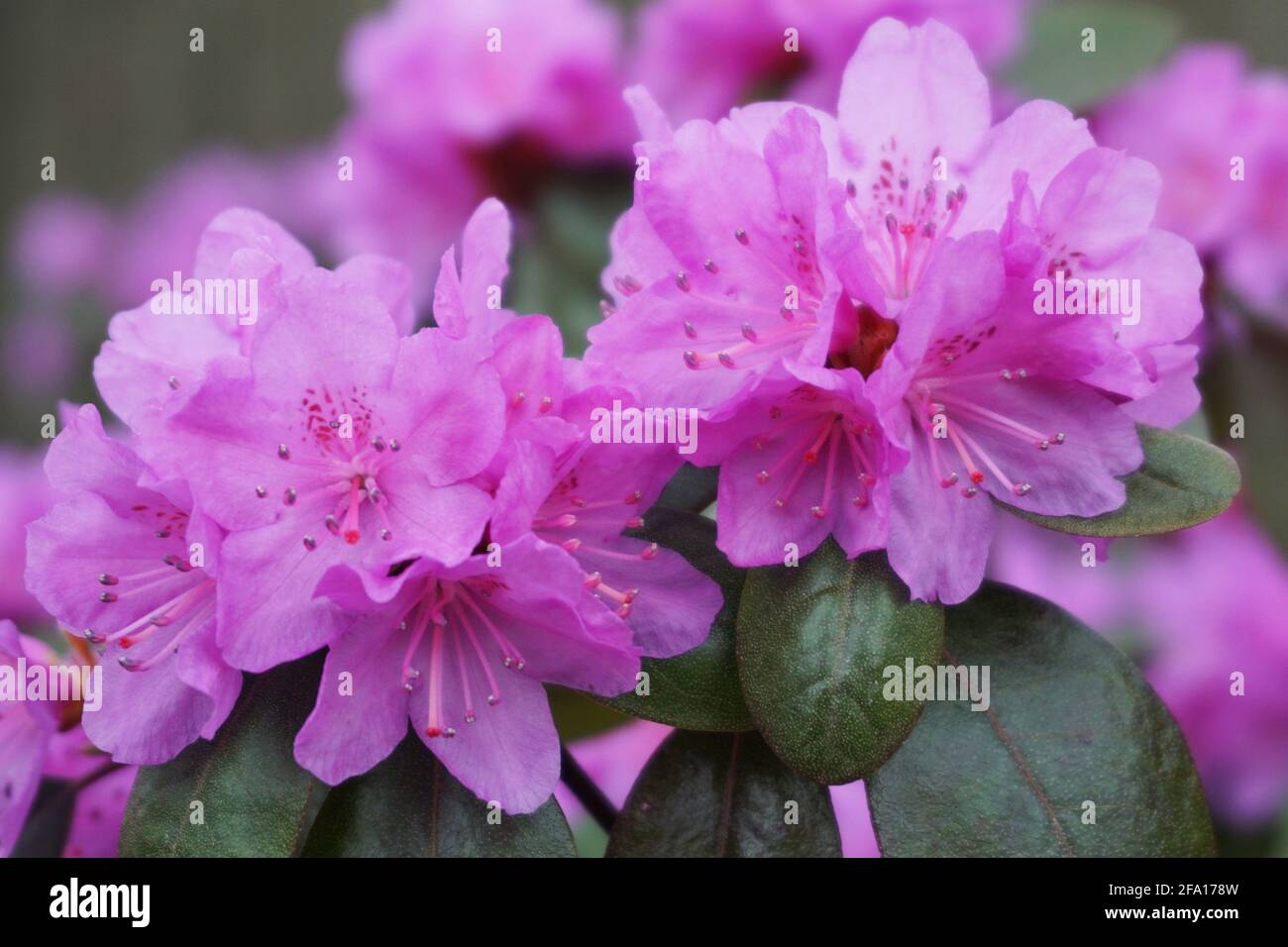 Fucsia luminoso PJM Victor Rhododendron in fiore in primavera Foto Stock