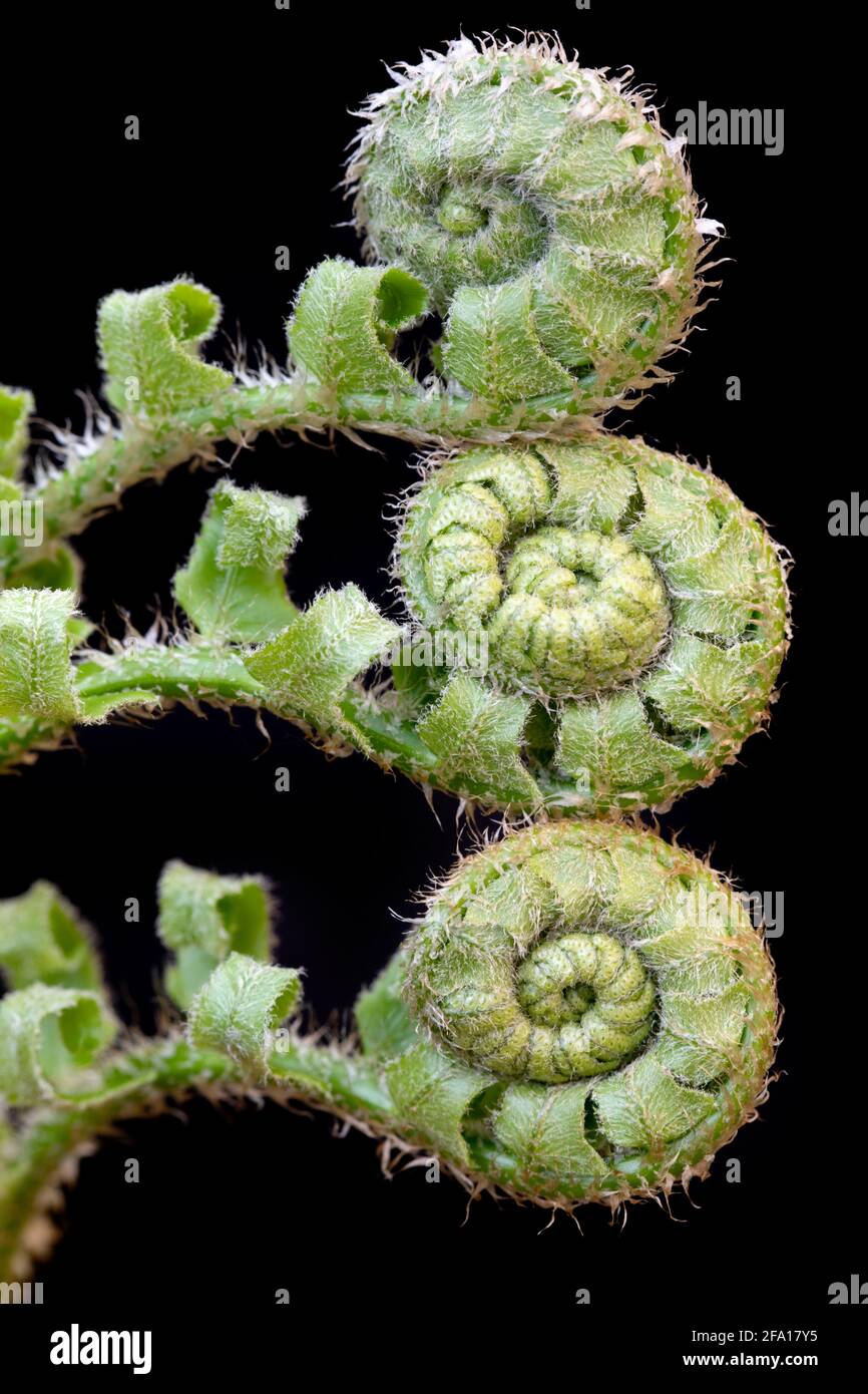 Tre teste di fiddleheads (felci) contro sfondo nero - Pisgah National Forest, Brevard, Carolina del Nord, Stati Uniti Foto Stock