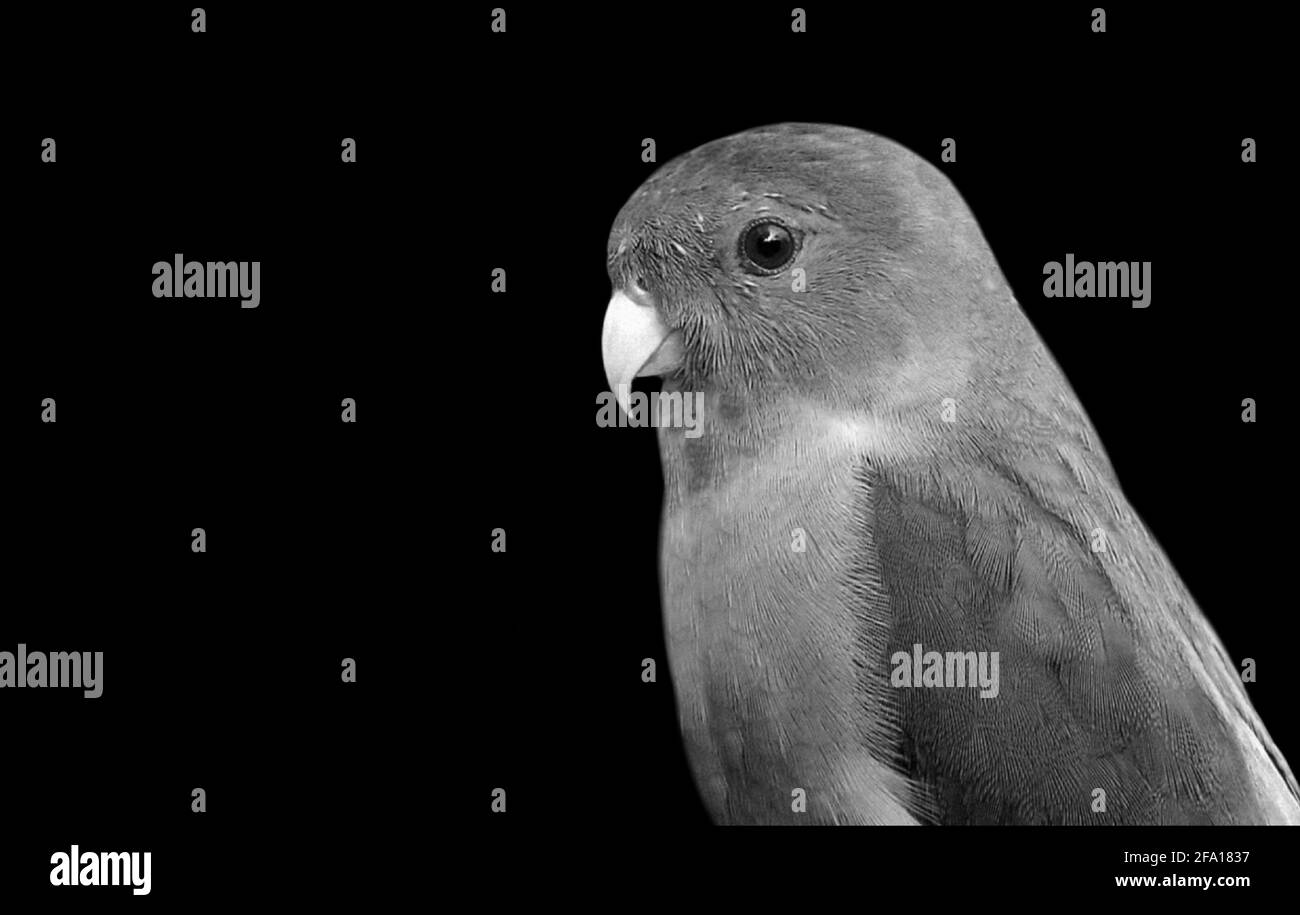 Bel pappagallo carino in fondo nero Foto Stock
