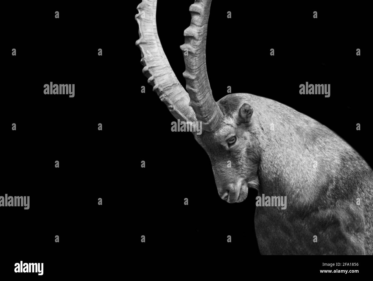 Bianco e nero Big Horn Alpine Ibex Foto Stock