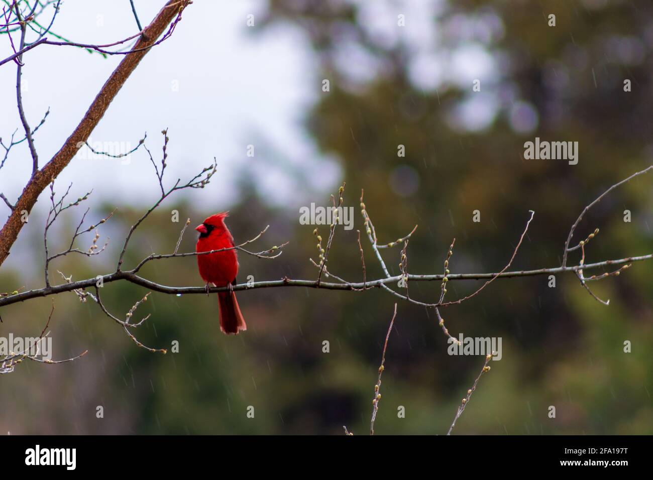 Un cardinale rosso brillante siede sul ramo di un albero di hackberry mentre una pioggia fredda della molla scende in un gocciolatoio. Foto Stock