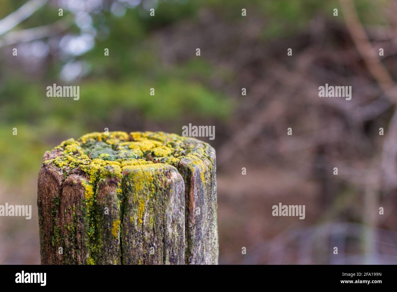 Il bordo superiore coperto di lichen di un vecchio palo di recinzione di legno si staglia contro lo sfondo di fogliame umido. Foto Stock