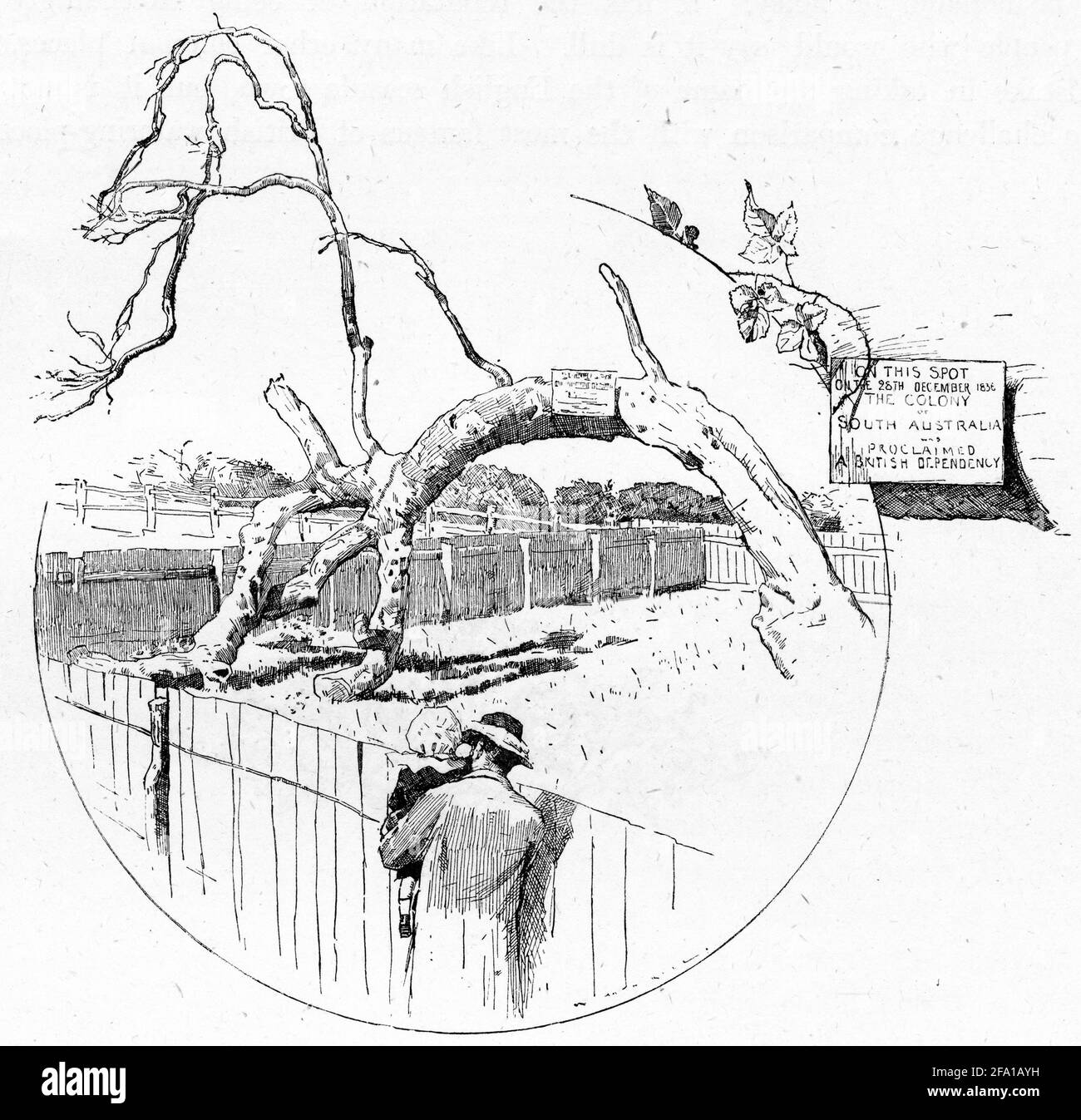 Incisione dell'albero di proclama, Glenelg, Australia del Sud, circa 1880 Foto Stock