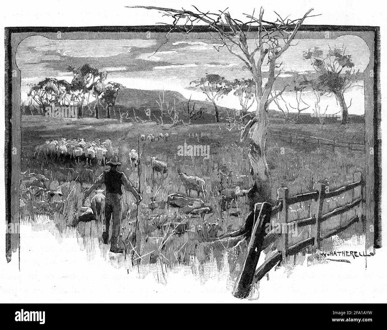 Incisione di un uomo che presuda pecore al Monte Buninyong, da Lal-Lal. Ballarat. Australia, circa 1880 Foto Stock