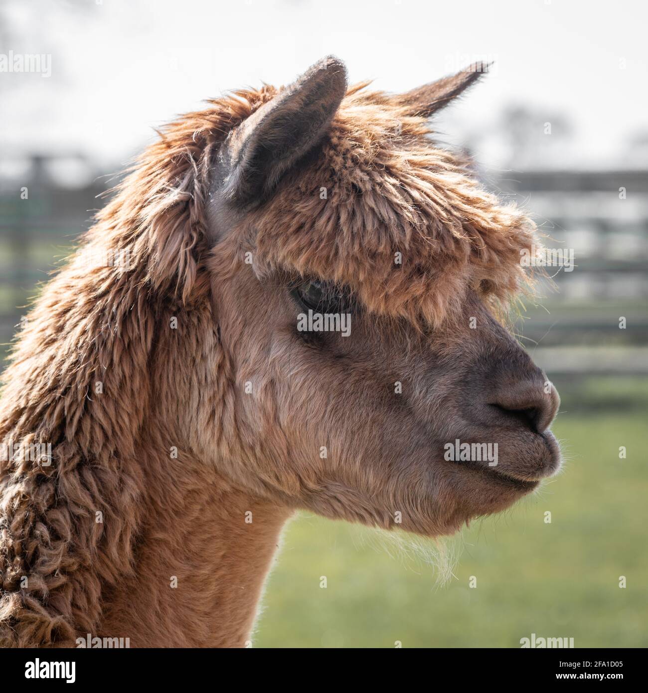Un ritratto di profilo molto stretto della testa e della faccia laterale di un'alpaca marrone, Vicugna pacos. Guarda verso destra e leggermente verso il basso. Foto Stock