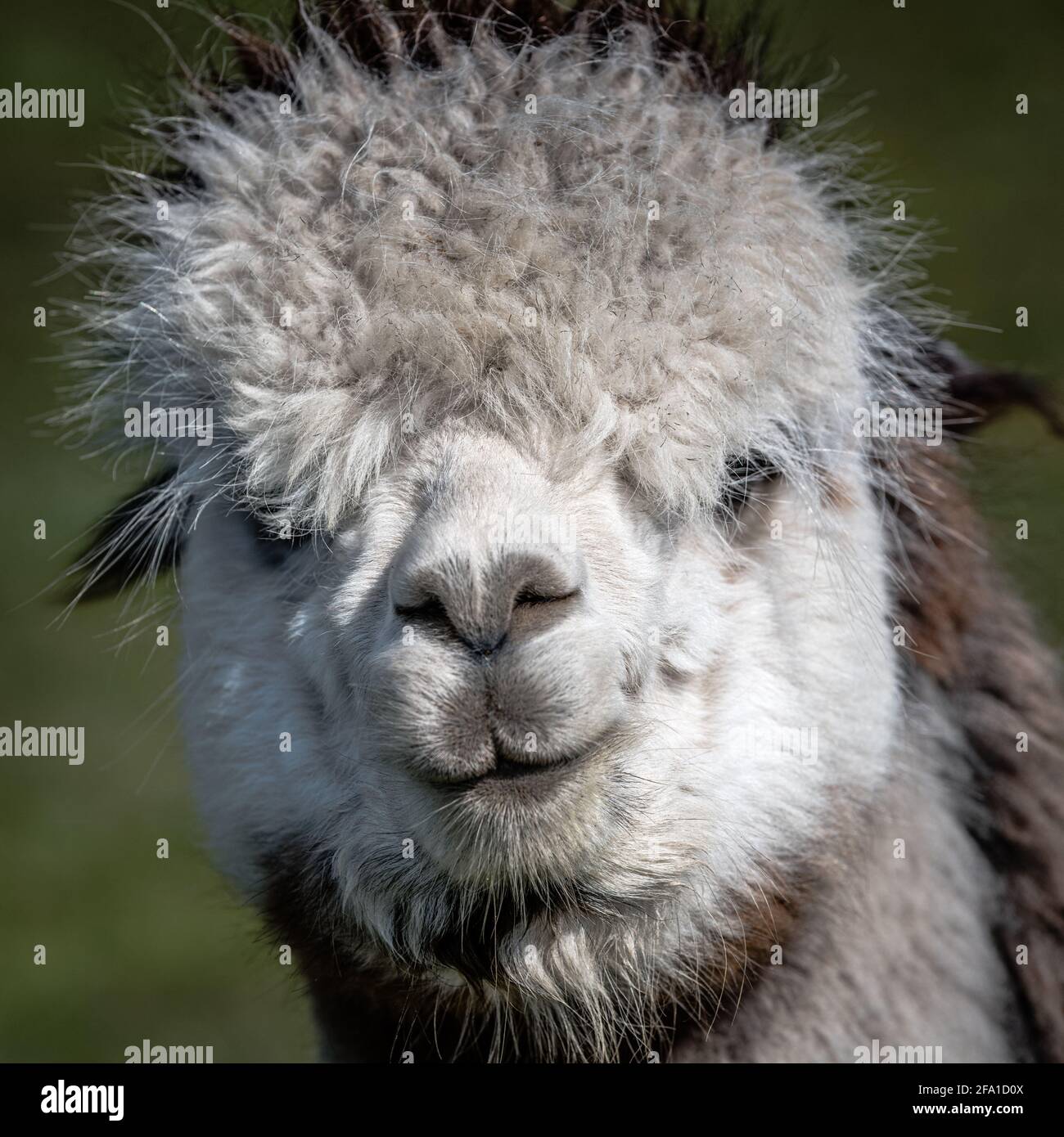 Un ritratto molto stretto della testa e del volto di un'alpaca bianca, Vicugna pacos. Si sta fissando in avanti verso la fotocamera Foto Stock