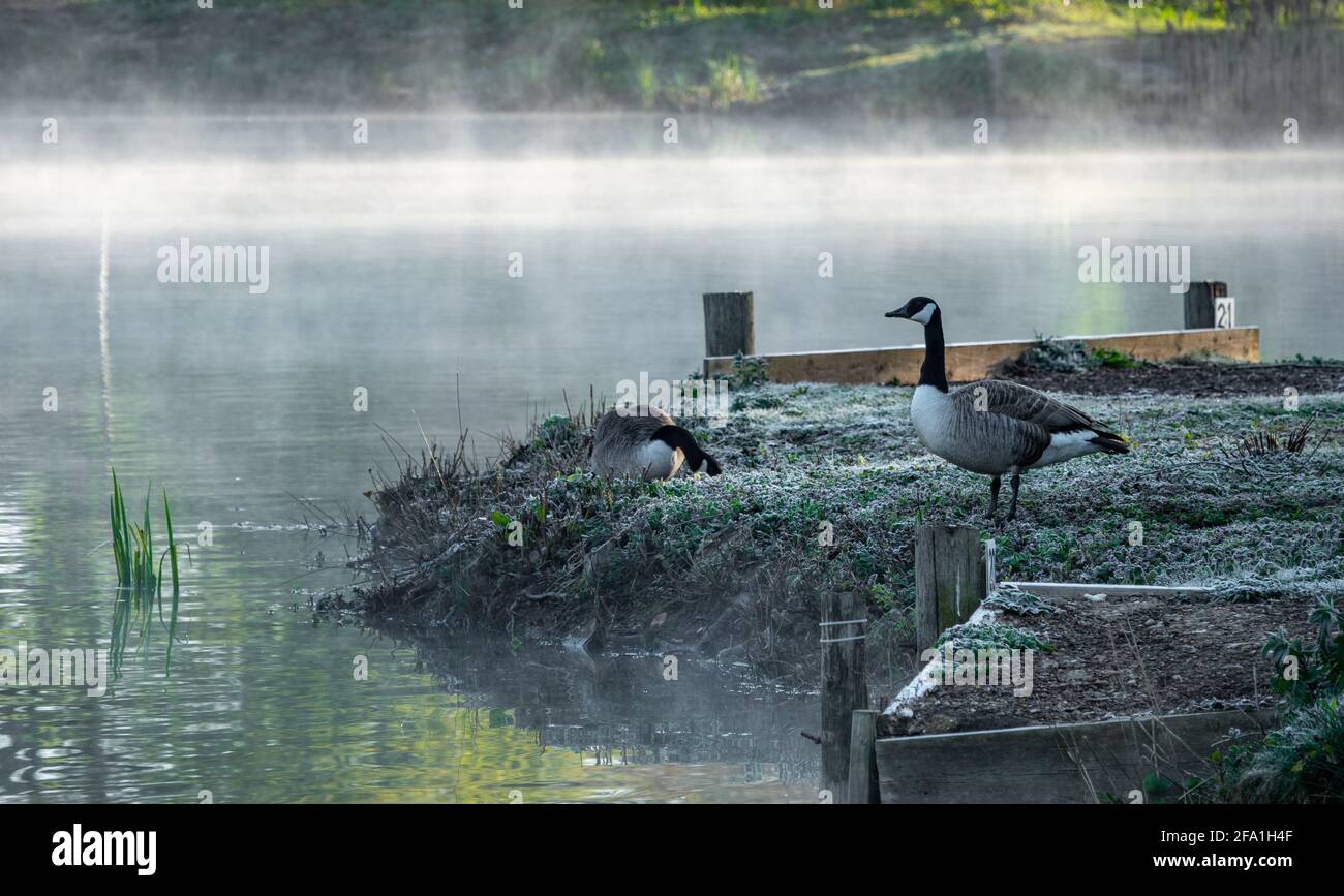 Henlow Bridge Lakes, Bedfordshire, Regno Unito. 22 Apr 2021. Una mattina nebbiosa su questi laghi di pesca con temperature sotto zero. Un'oche canadese riposante sul lago prima che i pescatori arrivino per una giornata di pesca. Credit: Mick Flicynn/Alamy Live News Foto Stock