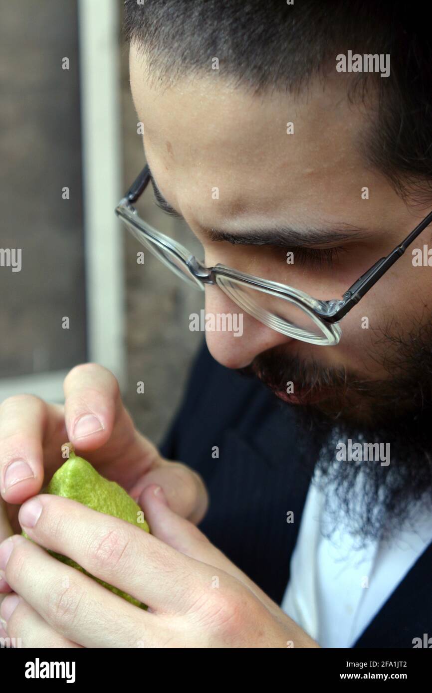 Israele, Gerusalemme, Me'a She'arim, ebreo ortodosso che esamina l'Etrog per verificarne la qualità. Dei molti simboli associati con Sukkot il più importante Foto Stock