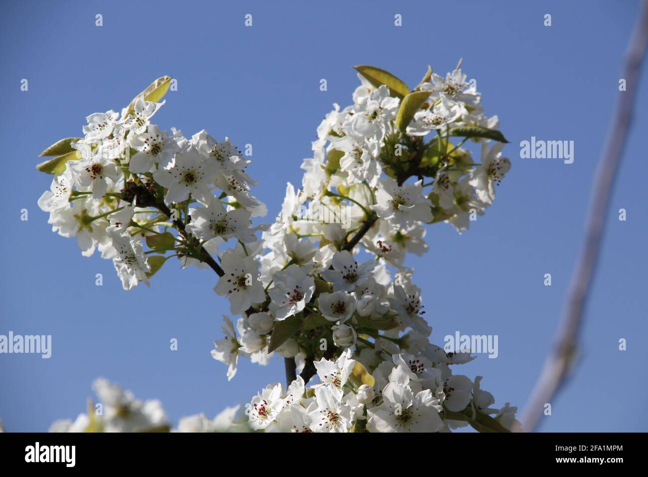 Nashi Pear fiore bianco Foto Stock
