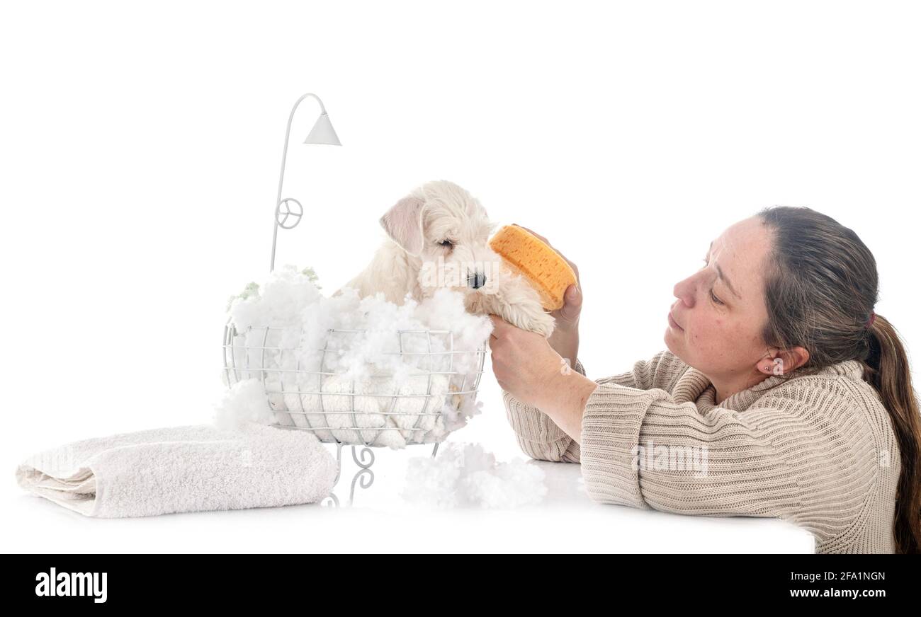 Miniatura schnauzer e donna di fronte a uno sfondo bianco Foto Stock