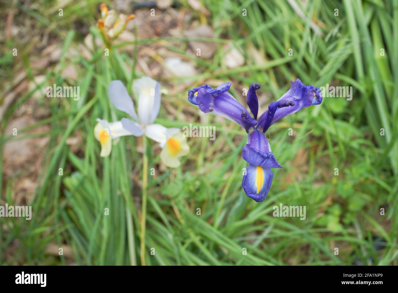 Un blu e un bianco iris Foto Stock