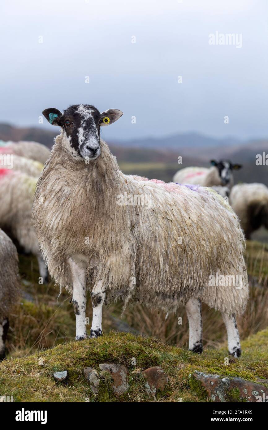 Mulo pecora prima di agnelli sul bordo del Distretto Inglese del Lago, Cumbria, Regno Unito. Foto Stock
