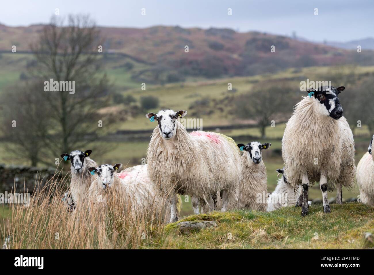 Mulo pecora prima di agnelli sul bordo del Distretto Inglese del Lago, Cumbria, Regno Unito. Foto Stock