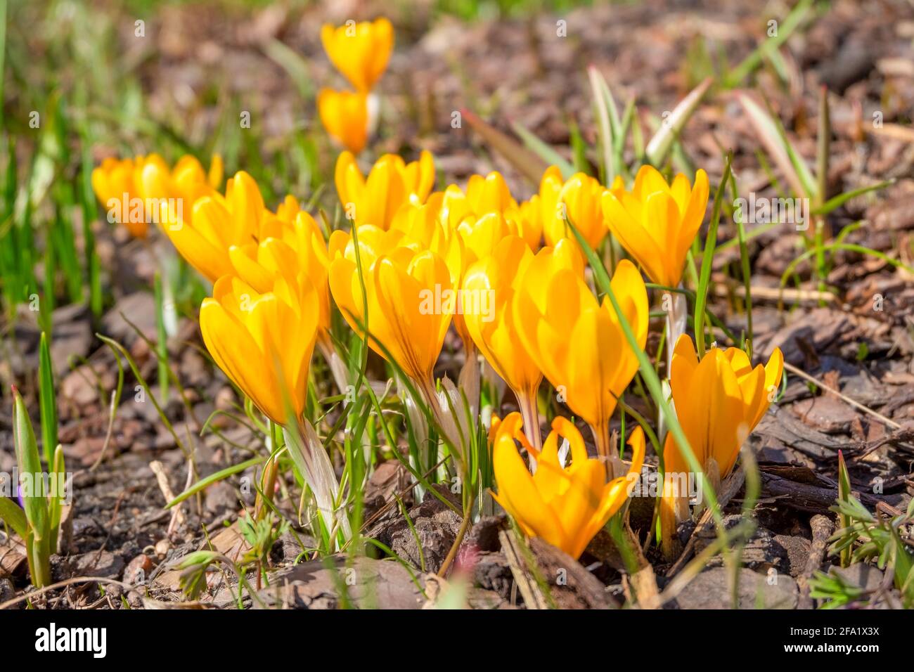 Croci gialli fioriscono lo zafferano nel letto fiorito Foto Stock