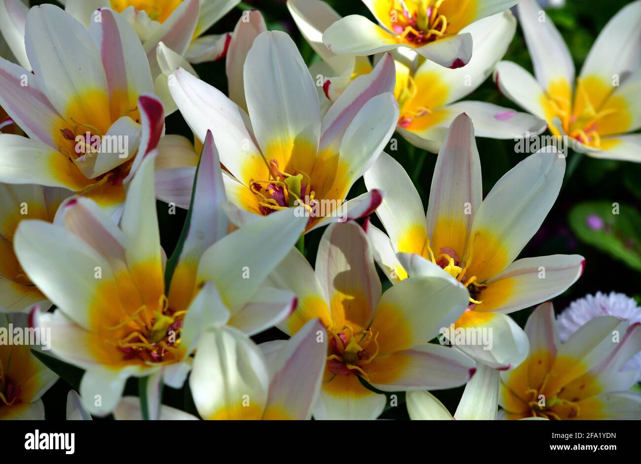 Tulpe il primo (Tulipa) in un giardino. Austria, Europa Foto Stock