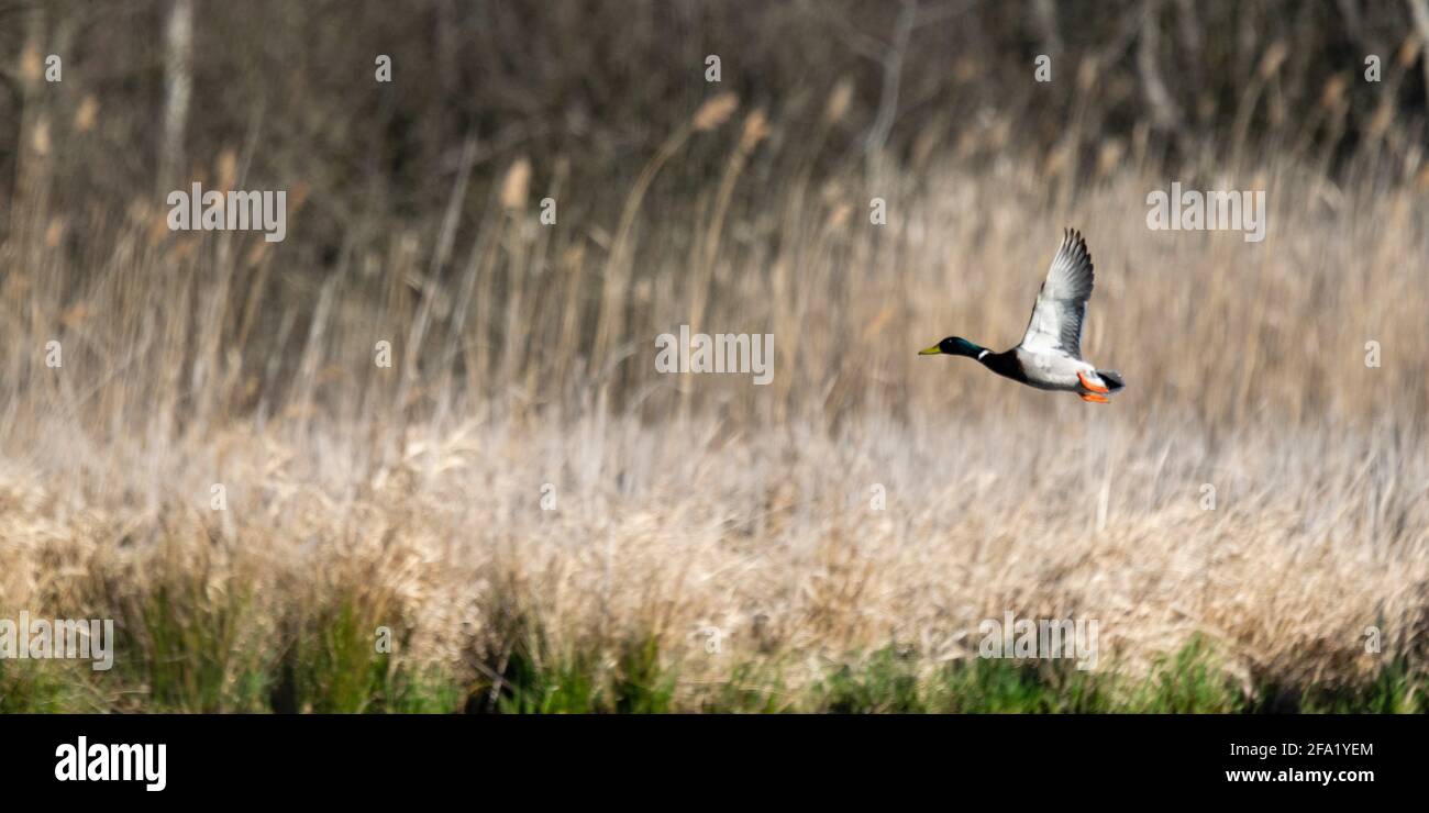 Volo di anatra mallard in natura Foto Stock