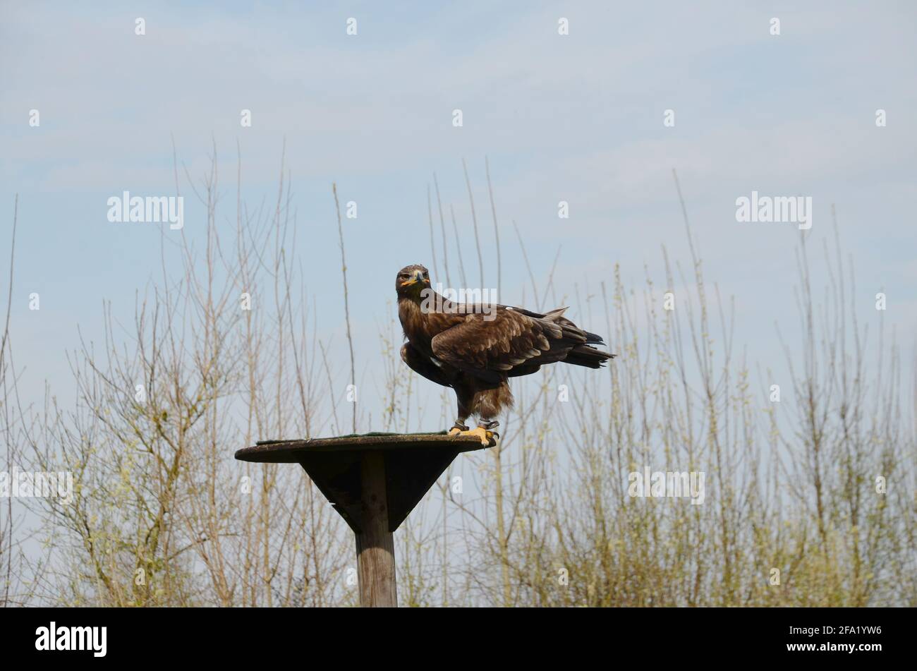 aquila steppa, aquila addestrata Foto Stock