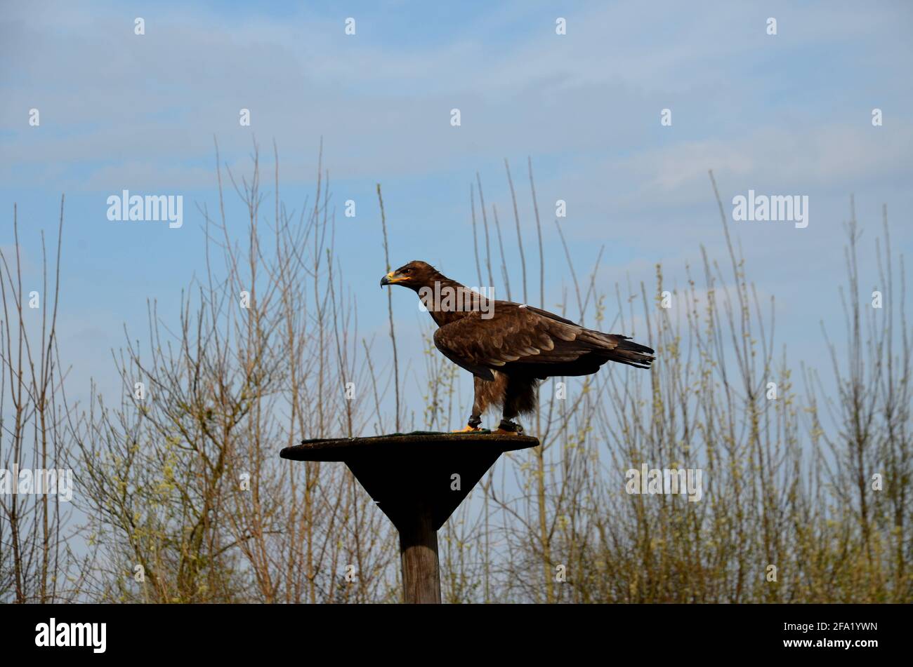 aquila steppa, aquila addestrata Foto Stock