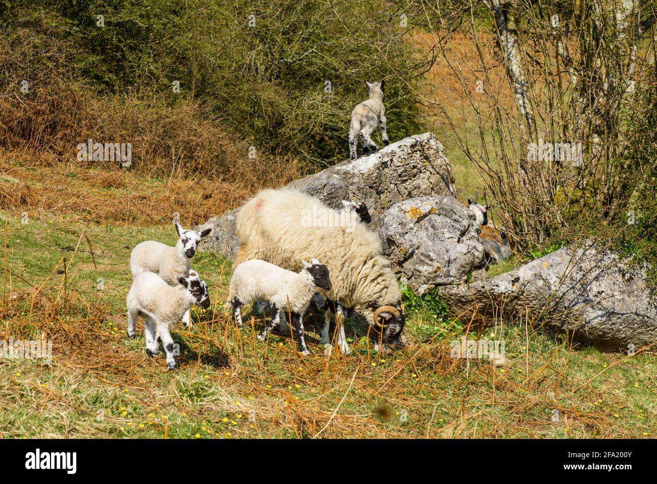 Una creche di agnelli vicino Hutton Roof vicino a Burton in Kendal Cumbria Foto Stock
