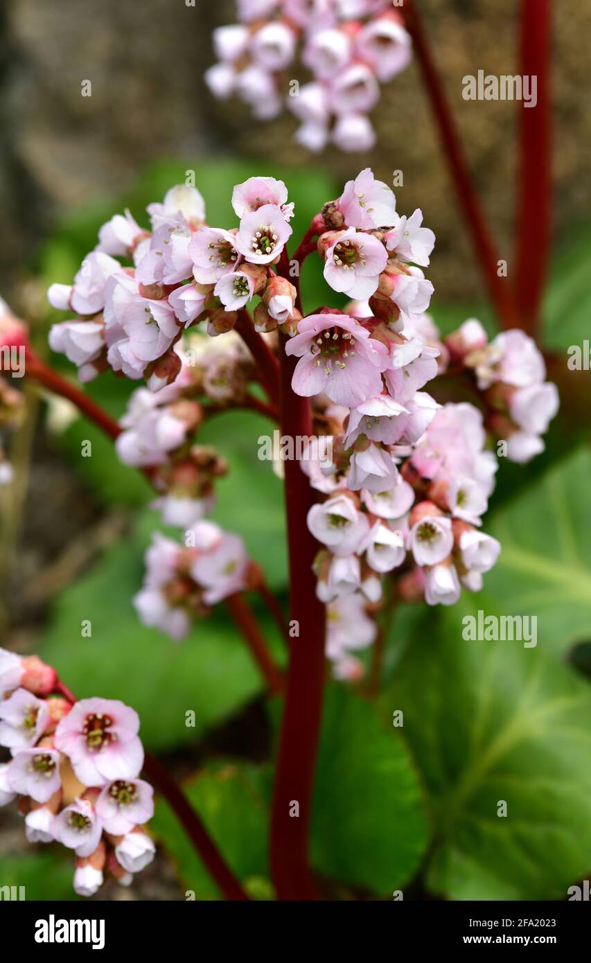 Bergenia cordifolia ibrido Schneekönigin in un giardino Foto Stock