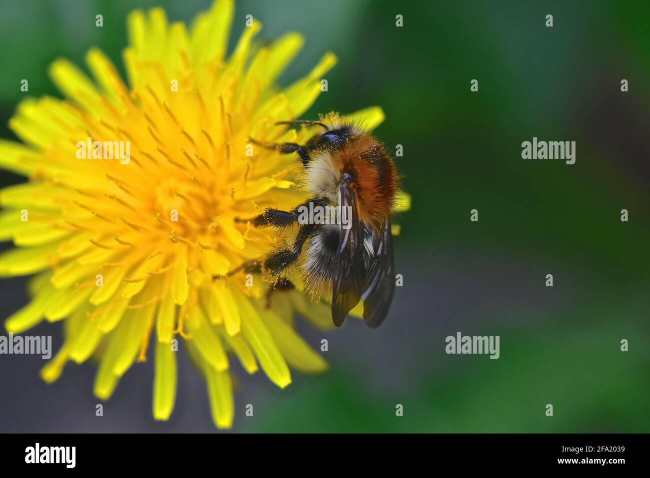 Primo piano di Common carder Bee (Bombus pascuorum) Impollinazione di un fiore di dente di leone Foto Stock