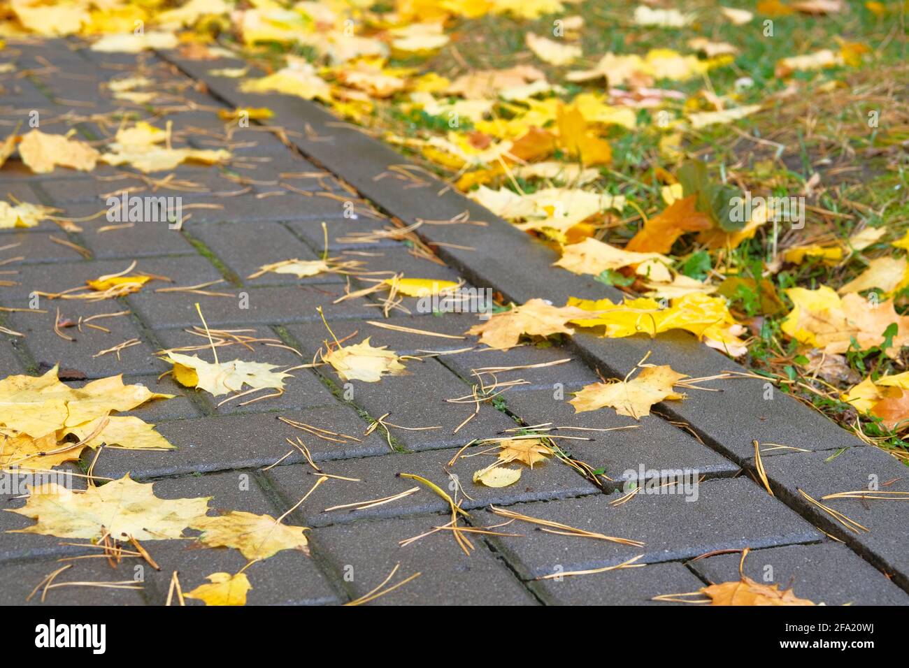 Autunno foglie di acero giallo sul marciapiede in città tempo piovoso. Foglie lucide cadute sul parco cittadino. Foto Stock