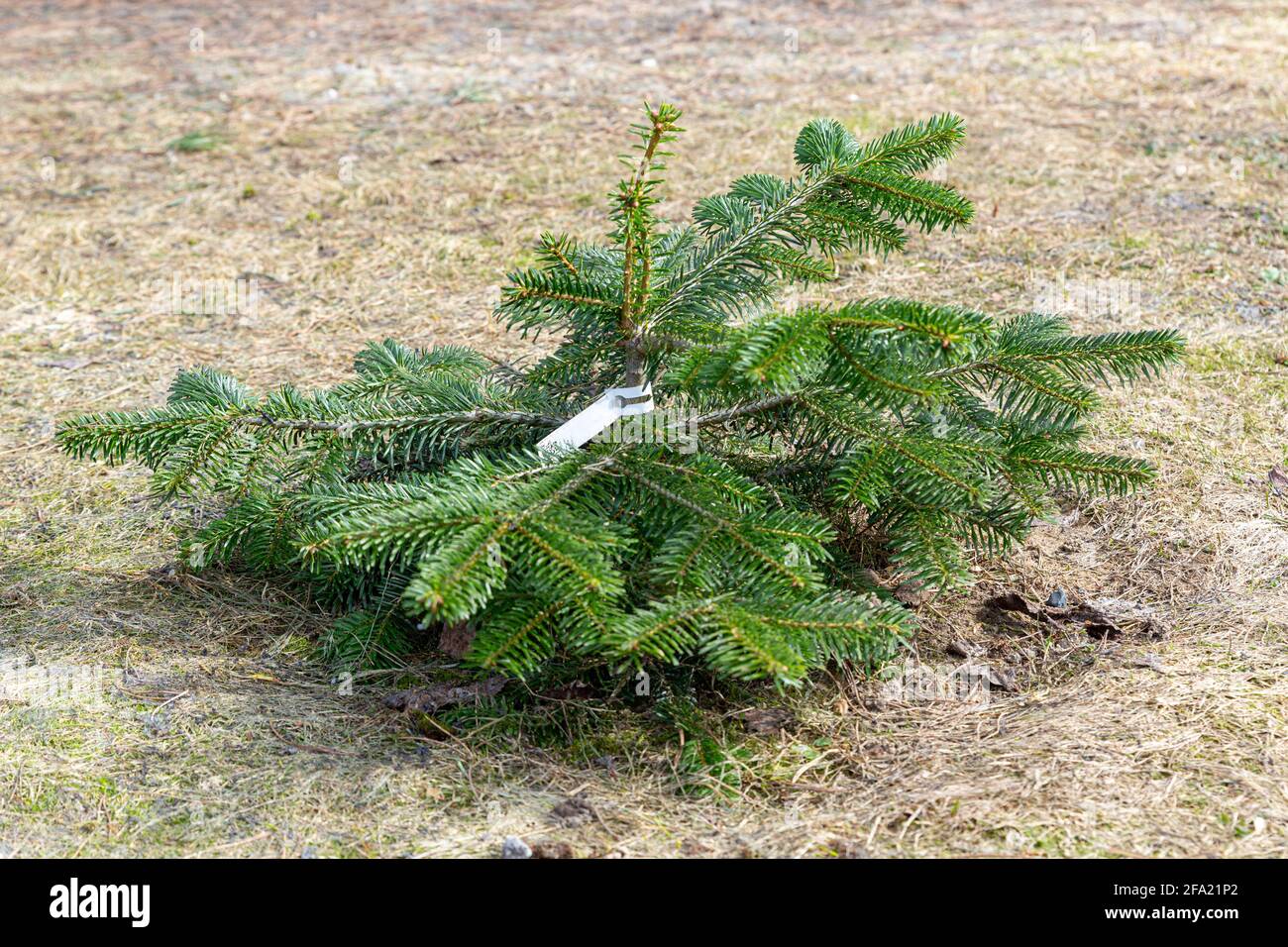 Segatura di un albero di conifere, abete. Attività di raccolta del legname. Albero di Natale. Foto Stock