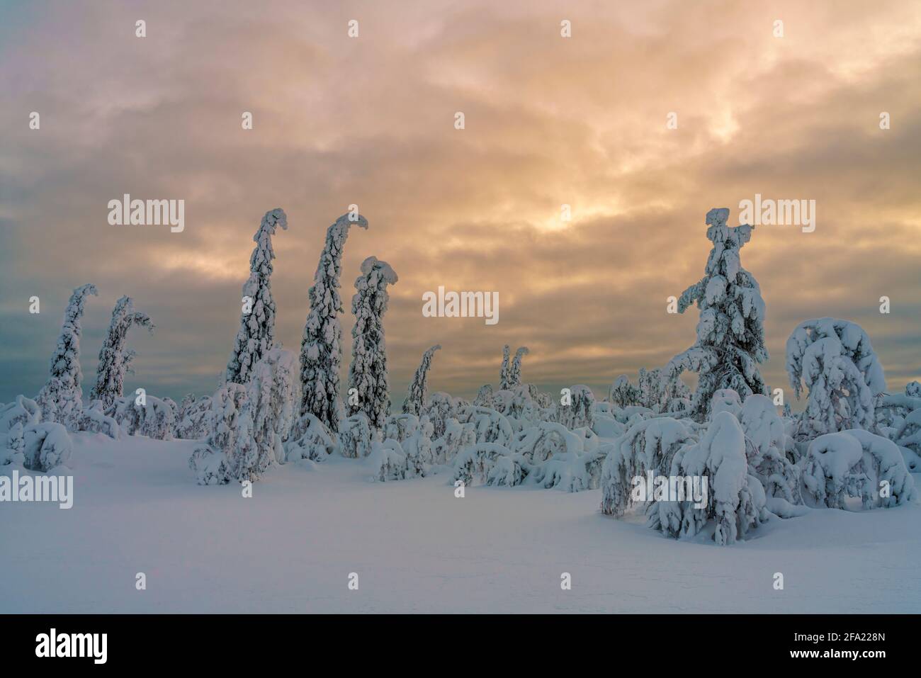 Paesaggio invernale con alberi innevati e cielo nuvoloso, contea di Gällivare, Lapponia svedese, Svezia Foto Stock